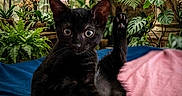 Praline participe au concours pour gagner de l'argent avec cette photo : black_cat, blue_blanket, curious, cute, ferns, flower, glass_roof, greenhouse, indoor, kitten, leaf, nature, paw, pet, pink_blanket, plant, relaxing, sitting, vines, window