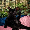 black_cat, blue_blanket, curious, cute, ferns, flower, glass_roof, greenhouse, indoor, kitten, leaf, nature, paw, pet, pink_blanket, plant, relaxing, sitting, vines, window