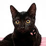 Praline participe au concours pour gagner de l'argent avec cette photo : animal, black_cat, cat, clean_background, close_up, cute, domestic_cat, ears, feline, fur, golden_eyes, indoor, looking_at_camera, lying_down, pet, pink_fabric, portrait, relaxed, soft_texture, whiskers