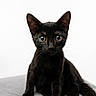 Praline participe au concours pour gagner de l'argent avec cette photo : animal, black_cat, cat, curious, cute, domestic_cat, eyes, feline, fur, gray_surface, indoor, kitten, looking, pet, portrait, sitting, tail, whiskers, white_background, young