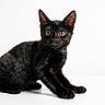 alert, animal, black_cat, curious, cute, domestic_cat, ears, eyes, feline, fur, indoor, kitten, pet, portrait, sitting, small_cat, studio_photo, whiskers, white_background, young_cat