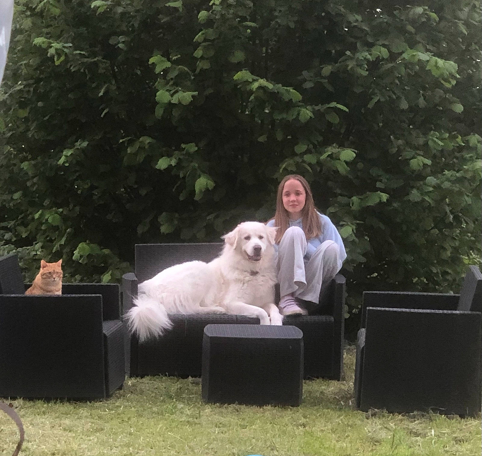 Bella participe au concours pour gagner de l'argent avec cette photo : canidae, carnivore, chair, comfort, companion_dog, dog, dog_breed, grass, happy, lap, leisure, outdoor_furniture, plant, recreation, rectangle, sitting, sporting_group, sunglasses, table, tree