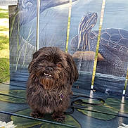 Mitsy joined the competition — help win amazing prizes! dog, pet, animal, bench, painting, turtle, lilypad, flower, outdoor, grass, leash, fur, cute, portrait, wood, nature, sunlight, expression, closeup, sitting