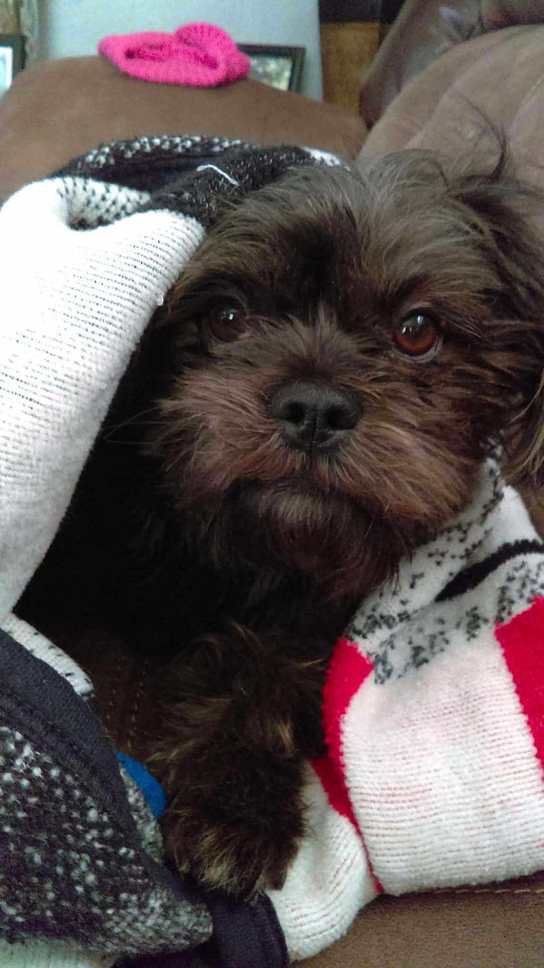 Mitsy joined the competition — help win amazing prizes! dog, blanket, brown_fur, close_up, cozy, indoor, pet, cute, snuggled, couch, warm, patterned_blanket, fur, resting, small_dog, paw, comfort, portrait, relaxed, animal