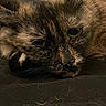 Patitah joined the competition — help win amazing prizes! cat, tortoiseshell, close_up, lying_down, sleepy, fur, pet, animal, indoor, resting, face, whiskers, black, brown, orange, texture, soft_light, quiet, calm, domestic