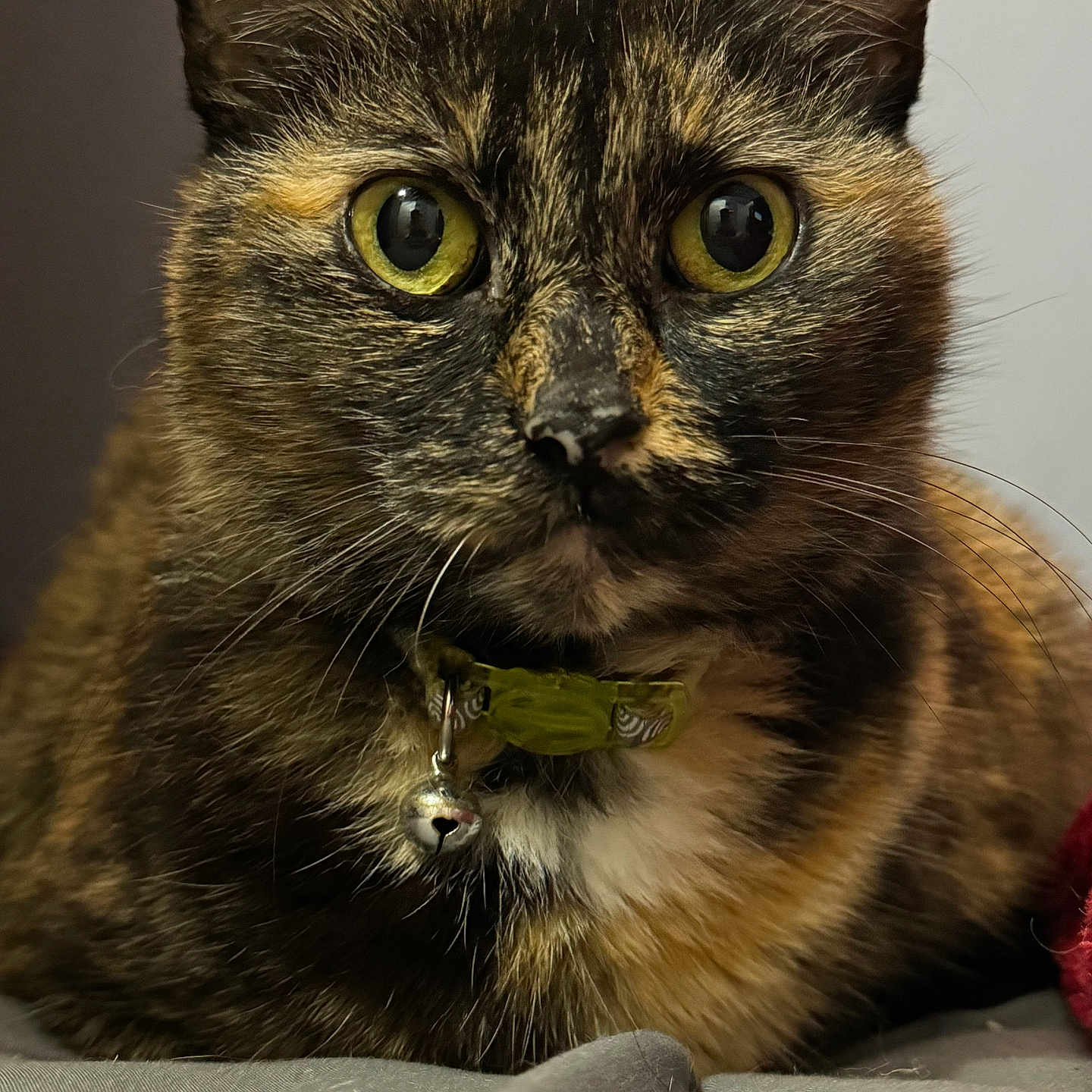Patitah is registered to the contest to win money with this photo: cat, tortoiseshell, close_up, portrait, yellow_eyes, collar, bell, pet, feline, whiskers, fur, indoor, looking_at_camera, animal, cute, domestic_cat, face, ears, alert, soft_lighting