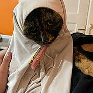 Patitah joined the competition — help win amazing prizes! animal, black_fur, brown_fur, cat, close_up, clothing, cute, door, face, funny, fur, hand, hoodie, indoor, orange_wall, pet, pink_hair_clip, portrait, whiskers, zipper