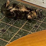 Patitah is registered to the contest to win money with this photo: cat, floor, tile, green, fur, animal, pet, lying_down, playful, indoor, wall, wood, edge, paws, ears, eyes, mischievous, relaxed, home, domestic