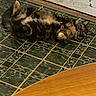 cat, floor, tile, green, fur, animal, pet, lying_down, playful, indoor, wall, wood, edge, paws, ears, eyes, mischievous, relaxed, home, domestic