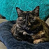 cat, tortoiseshell, pet, animal, feline, fur, bed, pillow, cozy, indoor, resting, cute, whiskers, ears, eyes, closeup, comfort, home, soft, relaxed