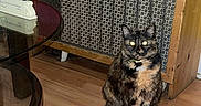 Patitah is registered to the contest to win money with this photo: animal, cat, christmas, collar, cozy, decor, feline, festive, floor, fur, glass_table, holiday, home, indoor, ornament, pet, sitting, stockings, tortoiseshell, wooden_floor