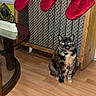 animal, cat, christmas, collar, cozy, decor, feline, festive, floor, fur, glass_table, holiday, home, indoor, ornament, pet, sitting, stockings, tortoiseshell, wooden_floor
