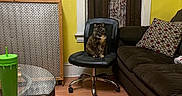 Patitah joined the competition — help win amazing prizes! cat, chair, living_room, couch, pillow, curtain, yellow_wall, wood_floor, glass_table, green_cup, office_chair, indoor, patterned_curtain, tortoiseshell_cat, home_decor, floor, seated_cat, window, cozy, furniture