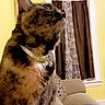 Patitah joined the competition — help win amazing prizes! animal, blanket, cat, collar, couch, cozy, curious, curtains, domestic_cat, fur, furniture, home, indoor, looking_up, pet, pillow, sitting, tortoiseshell_cat, window, yellow_wall
