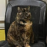 Patitah is registered to the contest to win money with this photo: cat, tortoiseshell_cat, feline, pet, indoor, chair, office_chair, fur, animal, sitting, looking, curtains, background, domestic, mammal, whiskers, ears, eyes, paws, resting