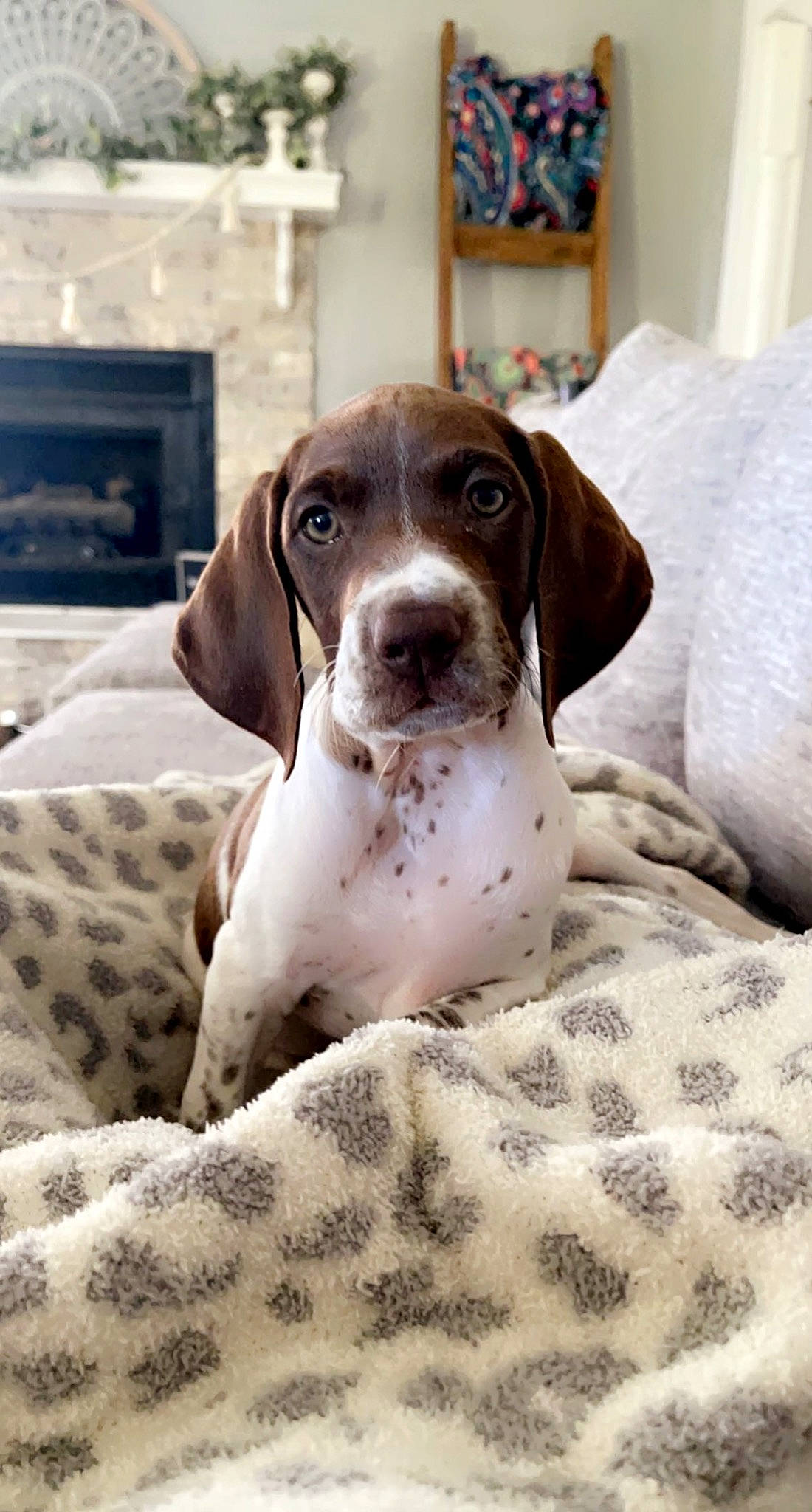 Remi joined the competition — help win amazing prizes! braque_francais, canidae, carnivore, comfort, companion_dog, dog, dog_breed, dog_supply, fawn, home_appliance, hunting_dog, liver, non_sporting_group, picture_frame, snout, sporting_group, television, whiskers, working_animal