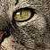 Minette