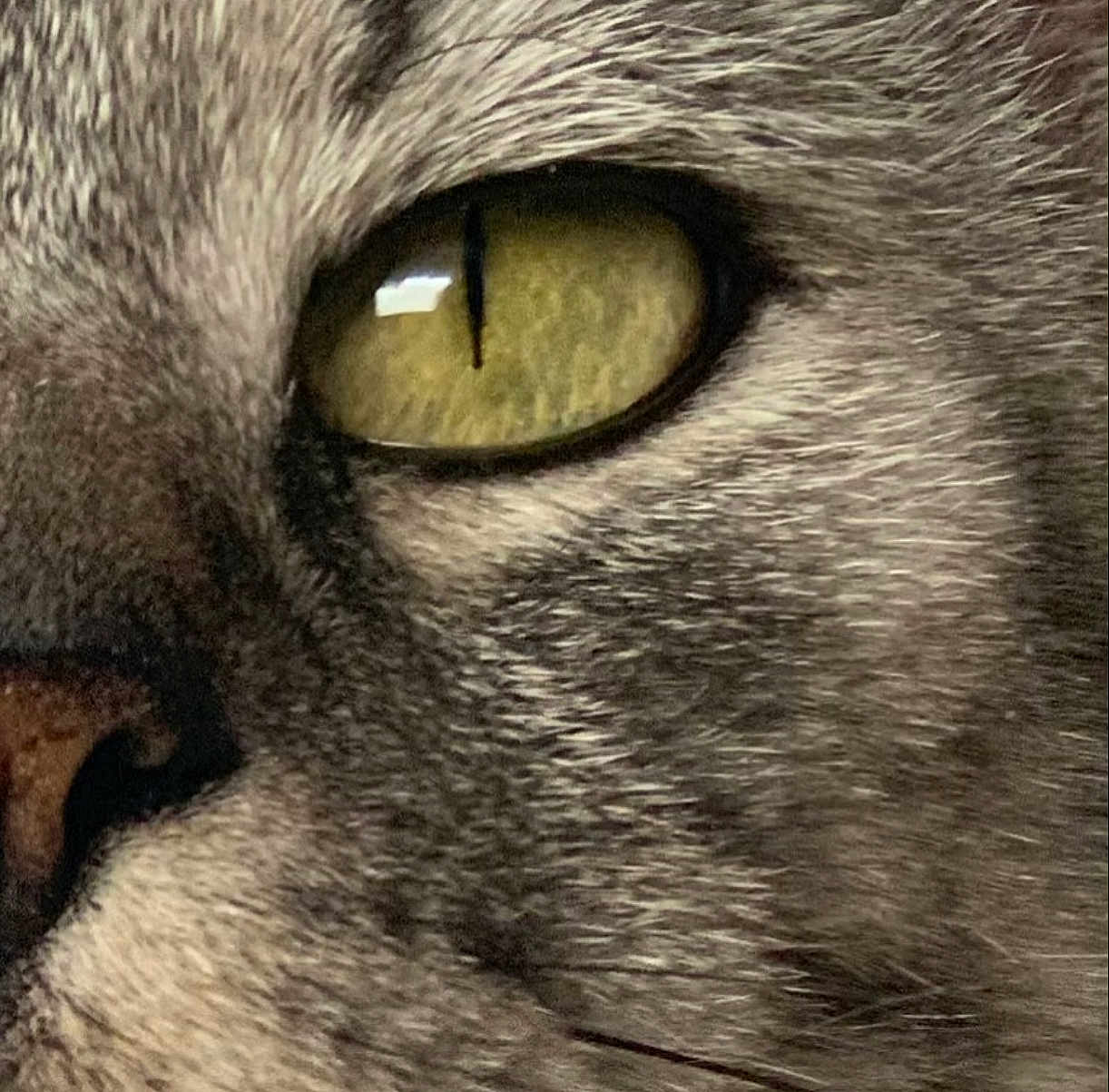 Minette participe au concours pour gagner de l'argent avec cette photo : cat, close_up, eye, fur, yellow_eye, whiskers, animal, pet, mammal, face, nose, texture, macro, portrait, feline, detail, gray_fur, tabby, whisker, domestic_cat