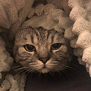 Minette a rejoint le concours — aidez-le/la à gagner de superbes lots ! cat, tabby, whiskers, blanket, cozy, fur, pet, animal, face, closeup, curious, texture, soft, cute, indoor, resting, snuggled, warm, comfort, hideout
