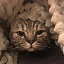 cat, tabby, whiskers, blanket, cozy, fur, pet, animal, face, closeup, curious, texture, soft, cute, indoor, resting, snuggled, warm, comfort, hideout