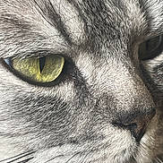 Minette participe au concours pour gagner de l'argent avec cette photo : animal, cat, close_up, cute, detail, eye, face, feline, fur, gray, indoor, looking, macro, mammal, nose, pet, portrait, tabby, whisker, whiskers