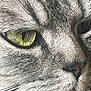 cat, close_up, eye, fur, whiskers, nose, pet, animal, mammal, portrait, looking, gray, tabby, face, detail, whisker, indoor, cute, feline, macro