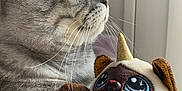 Minette participe au concours pour gagner de l'argent avec cette photo : cat, tabby_cat, grey_cat, pet, animal, feline, whiskers, plush_toy, stuffed_animal, unicorn, heart_patch, window, indoor, closeup, soft_toy, cute, fur, looking_away, domestic_animal