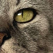 Minette joined the competition — help win amazing prizes! animal, cat, close_up, detail, domestic_cat, eye, face, feline, fur, gray_fur, macro, mammal, nose, pet, portrait, tabby, texture, whisker, whiskers, yellow_eye