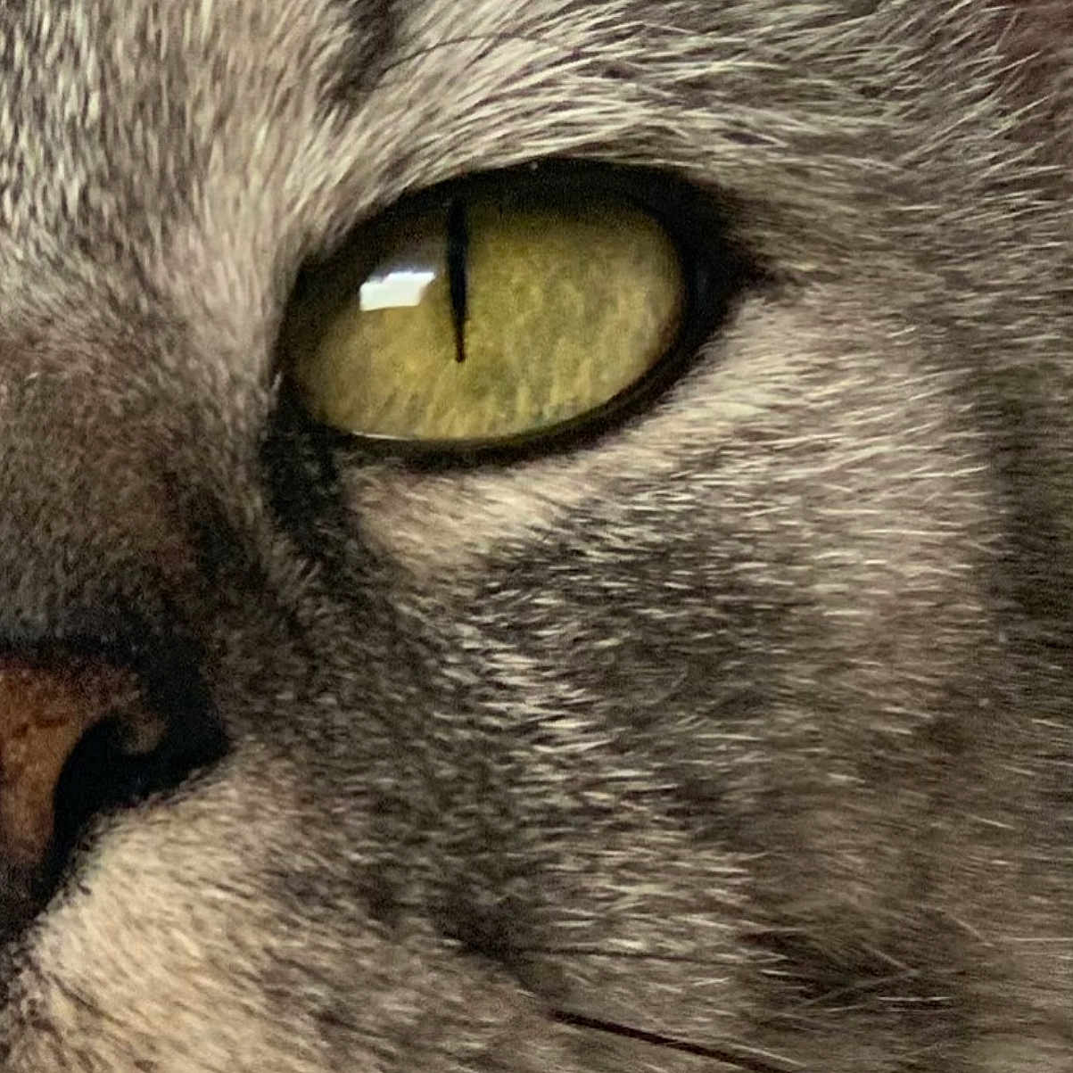 Minette joined the competition — help win amazing prizes! animal, cat, close_up, detail, domestic_cat, eye, face, feline, fur, gray_fur, macro, mammal, nose, pet, portrait, tabby, texture, whisker, whiskers, yellow_eye