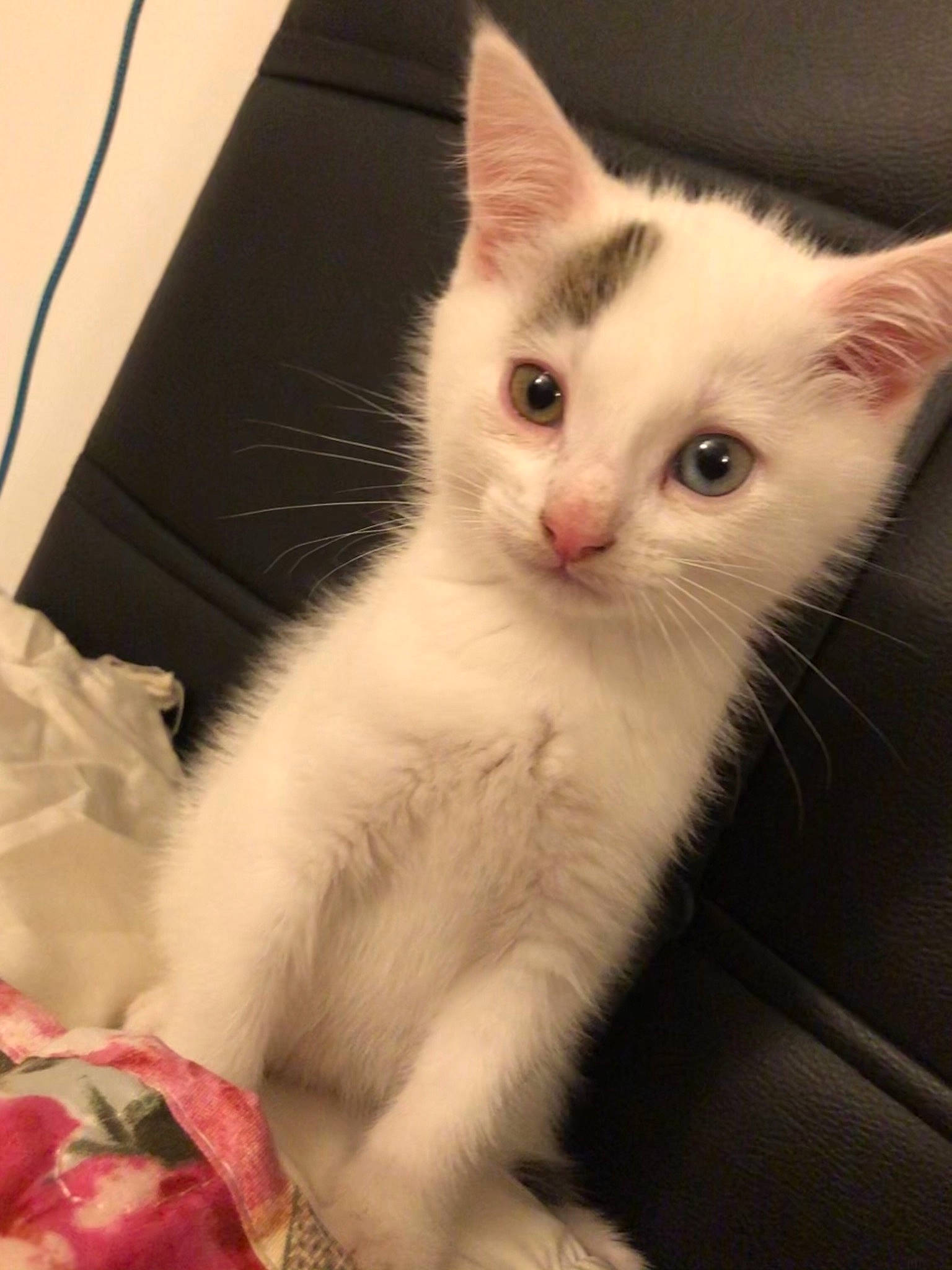 Felixs a rejoint le concours — aidez-le/la à gagner de superbes lots ! carnivore, cat, claw, domestic_short_haired_cat, eye, fawn, felidae, fur, head, iris, paw, rose, rose_family, rose_order, small_to_medium_sized_cats, snout, tail, whiskers, window