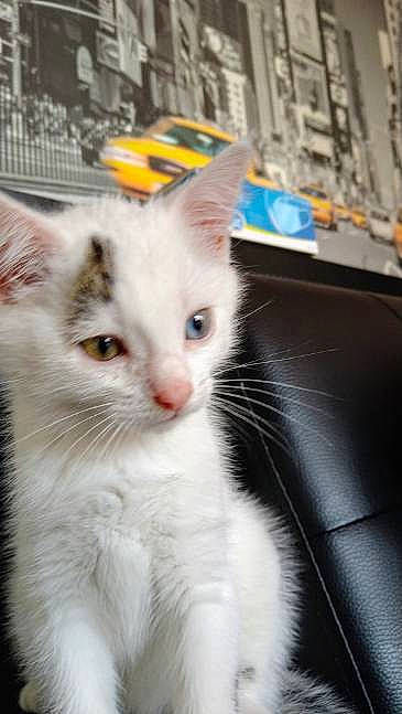 Felixs participe au concours pour gagner de l'argent avec cette photo : carnivore, cat, claw, domestic_short_haired_cat, felidae, fur, iris, paw, small_to_medium_sized_cats, snout, whiskers