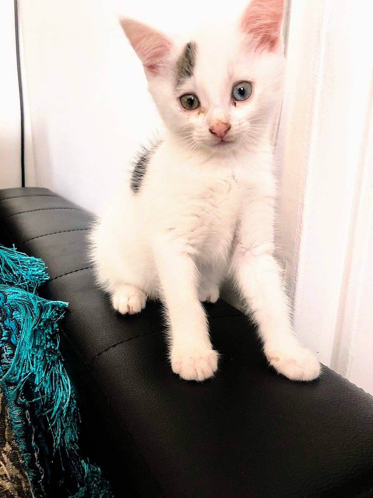 Felixs participe au concours pour gagner de l'argent avec cette photo : carnivore, cat, claw, comfort, domestic_short_haired_cat, electric_blue, felidae, fur, pattern, paw, small_to_medium_sized_cats, snout, tail, whiskers