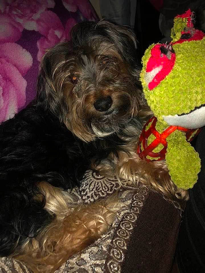 Toby participe au concours pour gagner de l'argent avec cette photo : canidae, carnivore, companion_dog, dog, dog_breed, dog_collar, dog_supply, fur, liver, schnauzer, snout, spaniel, sporting_group, stuffed_toy, terrier, toy, toy_dog, water_dog, wool, working_animal