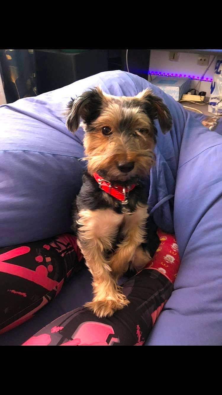Toby a rejoint le concours — aidez-le/la à gagner de superbes lots ! canidae, carnivore, companion_dog, dog, dog_breed, dog_clothes, dog_supply, electric_blue, event, fur, non_sporting_group, small_terrier, snout, sporting_group, terrier, toy_dog, working_animal