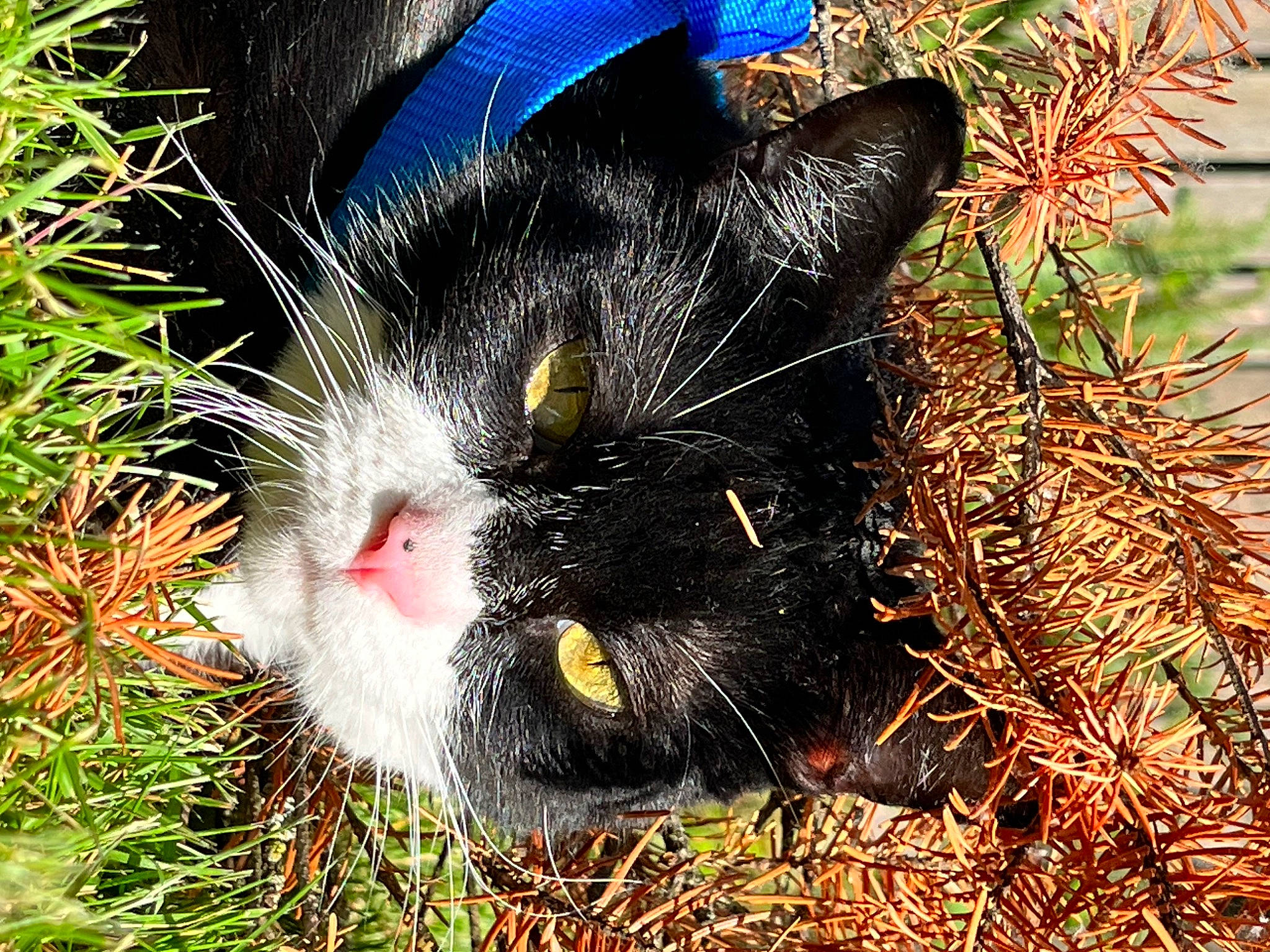 Mew is registered to the contest to win money with this photo: carnivore, cat, domestic_short_haired_cat, felidae, fur, grass, groundcover, herb, herbaceous_plant, plant, small_to_medium_sized_cats, tail, terrestrial_animal, terrestrial_plant, twig, whiskers