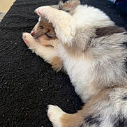 Blue a rejoint le concours — aidez-le/la à gagner de superbes lots ! puppy, dog, sleeping, fluffy, paw, cute, lying_down, fur, pet, animal, resting, black_surface, closeup, adorable, young, domestic_animal, canine, pink_paw_pads, relaxing, snout
