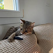 Luccie a rejoint le concours — aidez-le/la à gagner de superbes lots ! kitten, cat, tabby, couch, textured_fabric, window, indoor, pet, playing, curious, animal, feline, light, shadow, home, furniture, orange, blue, bag, cozy