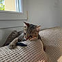 kitten, cat, tabby, couch, textured_fabric, window, indoor, pet, playing, curious, animal, feline, light, shadow, home, furniture, orange, blue, bag, cozy