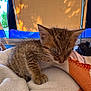 kitten, cat, sleeping, tabby, feline, pet, cozy, blanket, indoor, resting, young, cute, fur, whiskers, paw, animal, small, soft, peaceful, warm