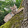 kitten, tree, moss, outdoor, nature, animal, pet, fur, collar, bell, greenery, climbing, young, cute, whiskers, ears, eyes, background, closeup, adorable