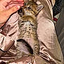 kitten, cat, tabby, hand, paw, silk, blanket, soft, cute, pet, fur, striped, animal, sleepy, resting, cozy, indoor, small, young, playful