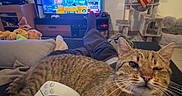 Luccie a rejoint le concours — aidez-le/la à gagner de superbes lots ! cat, tabby_cat, video_game_controller, tv_screen, gaming, couch, person, cat_tree, living_room, window, indoor, relaxation, pets, electronics, furniture, playful, cozy, home, technology, animal