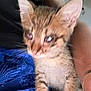 kitten, cat, pet, close_up, blurry, ears, fur, animal, domestic, feline, blue_blanket, person, arm, bracelet, black_clothing, indoor, cute, young, small, whiskers