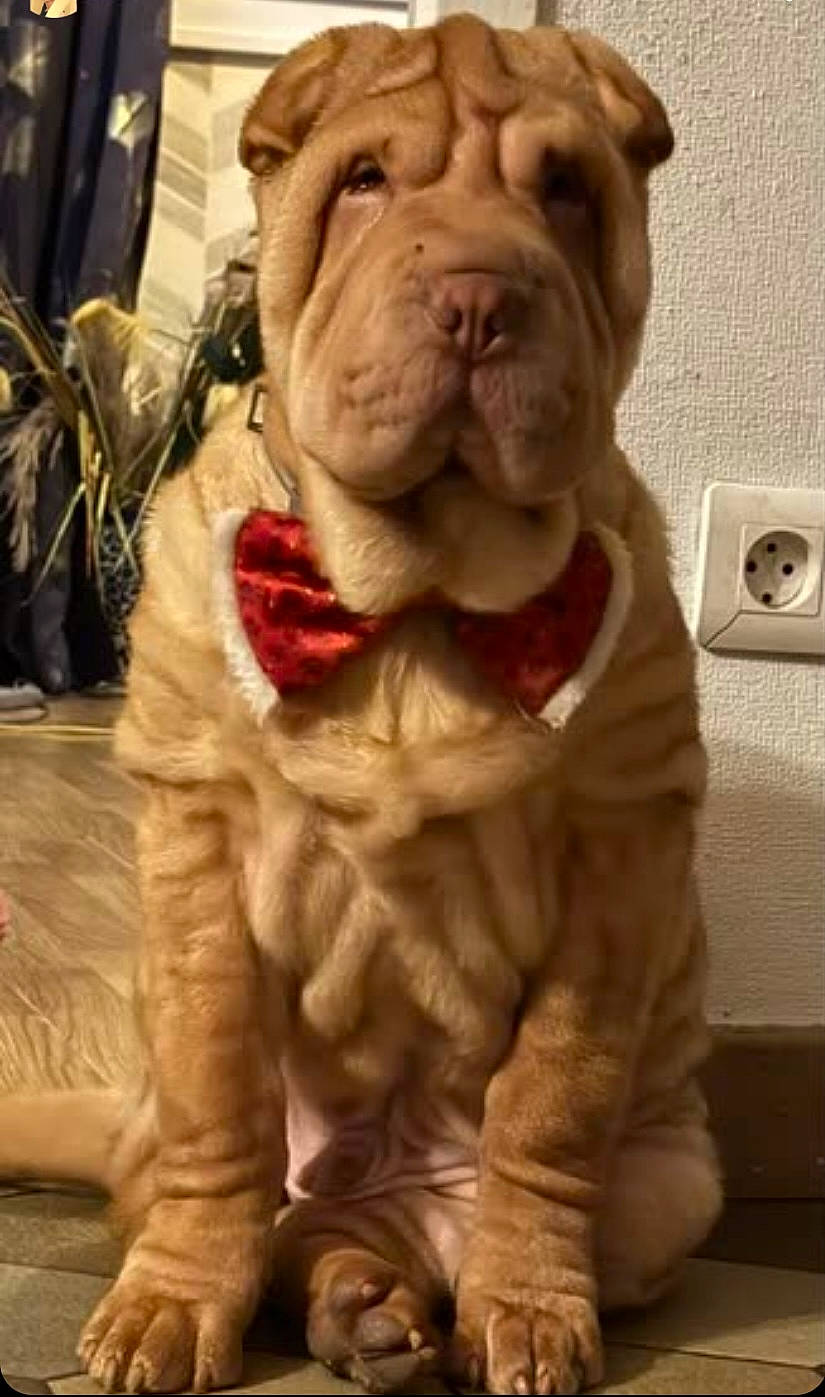 Bill a rejoint le concours — aidez-le/la à gagner de superbes lots ! accessories, animal, bowtie, boxer, bulldog, canine, dog, formalwear, frenchbulldog, hound, pet, pitbull, puppy, snout, tie