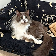 Princess Zoey joined the competition — help win amazing prizes! cat, fluffy, gray_and_white, long_hair, pet, animal, feline, sitting, lounging, indoors, blanket, couch, plush_toy, tail, whiskers, ears, portrait, cozy, home, relaxed