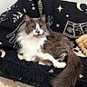 cat, fluffy, gray_and_white, long_hair, pet, animal, feline, sitting, lounging, indoors, blanket, couch, plush_toy, tail, whiskers, ears, portrait, cozy, home, relaxed