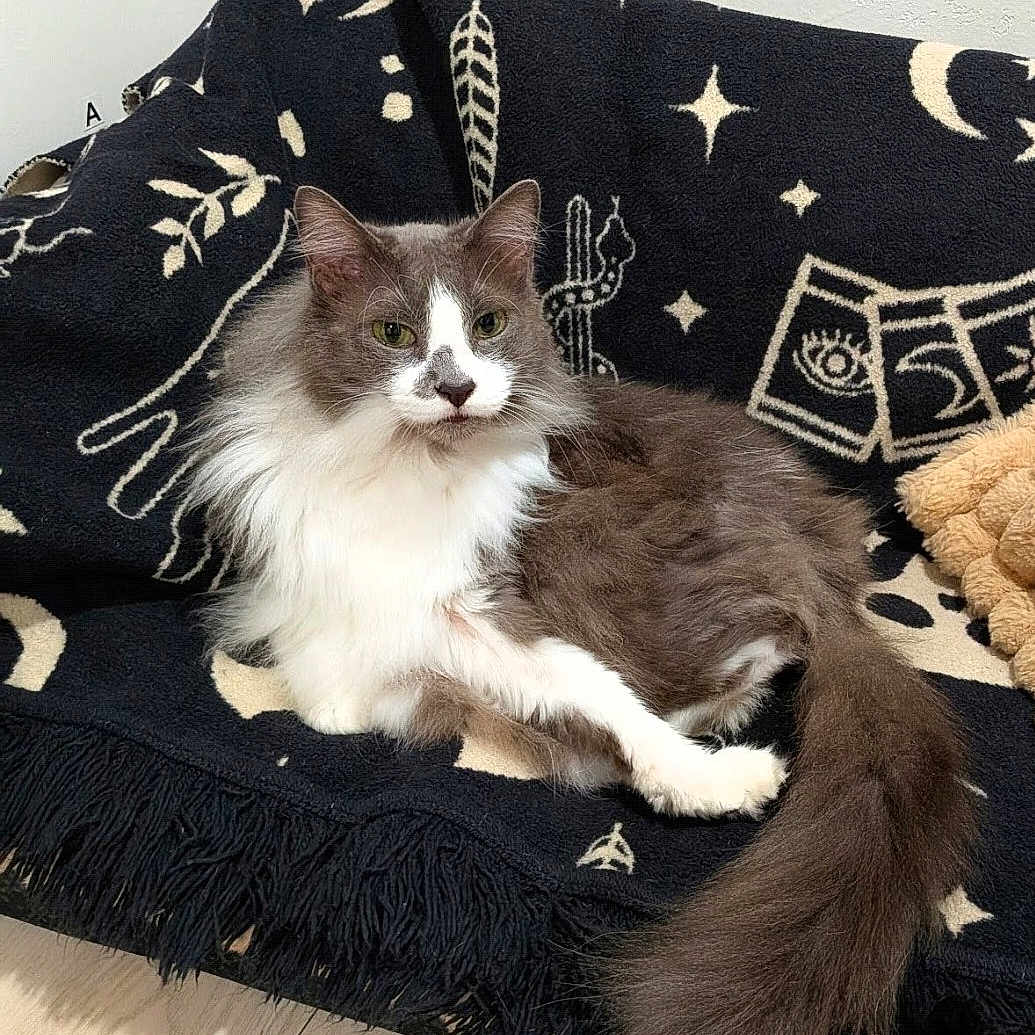 Princess Zoey joined the competition — help win amazing prizes! cat, fluffy, gray_and_white, long_hair, pet, animal, feline, sitting, lounging, indoors, blanket, couch, plush_toy, tail, whiskers, ears, portrait, cozy, home, relaxed