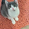 kitten, cat, gray, white, pet, animal, curious, looking_up, sitting, orange_rug, textured_rug, indoor, floor_tile, young_cat, cute, feline, whiskers, ears, tail, small