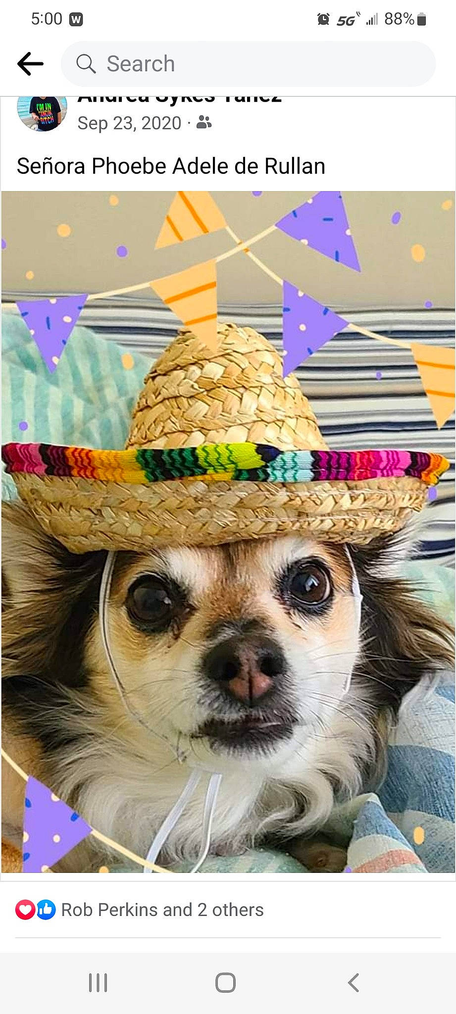 Phoebe Adele De Rullan joined the competition — help win amazing prizes! art, carnivore, companion_dog, costume_hat, dog, dog_breed, dog_supply, fashion_accessory, fawn, fedora, font, fur, happy, hat, party_hat, snout, sun_hat, toy_dog, whiskers, working_animal