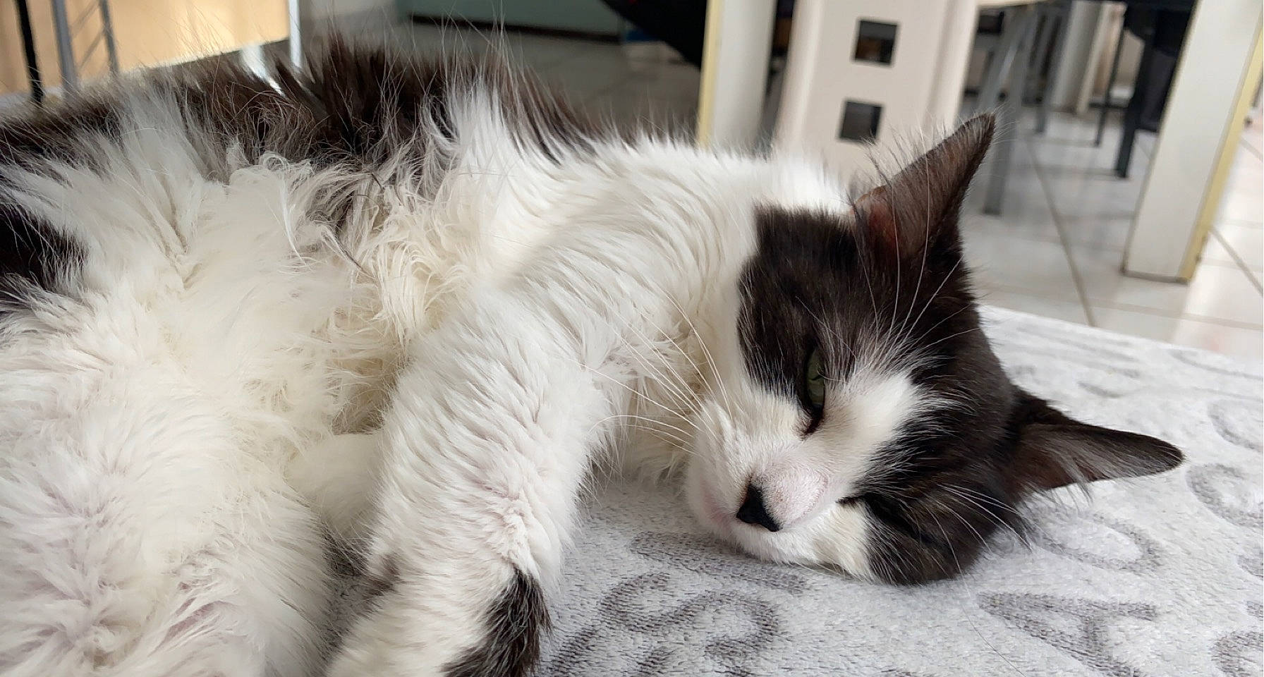 Messy participe au concours pour gagner de l'argent avec cette photo : carnivore, cat, claw, comfort, domestic_short_haired_cat, eye, felidae, foot, fur, monochrome, monochrome_photography, nap, paw, sleep, small_to_medium_sized_cats, snout, tail, terrestrial_animal, whiskers, window